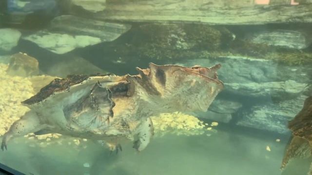 Виставка черепах «Світ черепах» відеоогляд, чи є сенс відвідувати? смотреть онлайн