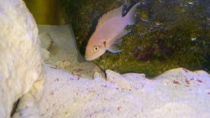 Neolamprologus Helianthus