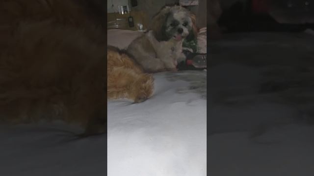 si choi na galit смотреть онлайн