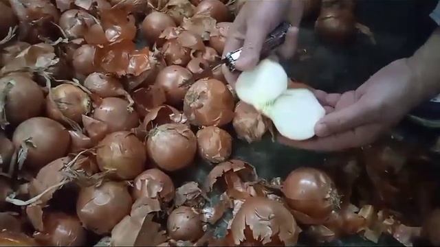 Лук оптом от производителя смотреть онлайн