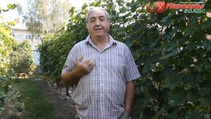 Виноградник Александра Мчедлидзе