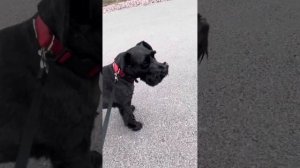 Цвергшнауцер черный