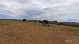 How do elephants talk? Elephant sounds /// Как разговаривают слоны? Звуки слонов