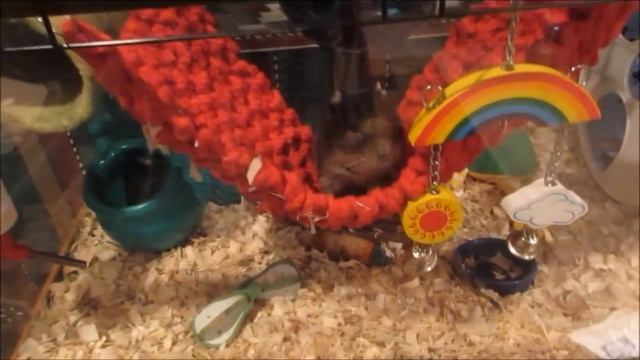 Meet Gus! Degu Cage Tour! смотреть онлайн