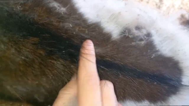 Коза лысеет, что делать. Весенняя линька у коз. смотреть онлайн