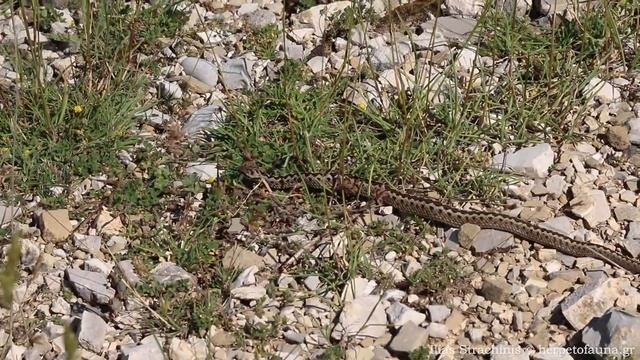 Greek Meadow Viper (Vipera graeca) - Οχιά της Πίνδου смотреть онлайн
