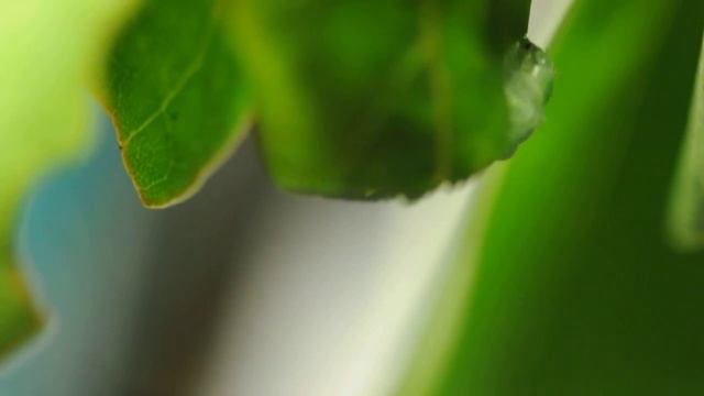 Graphium Sarpedon caterpillar смотреть онлайн