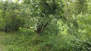 POV Moscow: From the Dam to the Rowing Canal. От Карамышевской плотины до  Гребного канала. 31.07.2