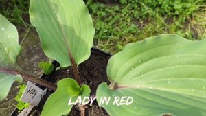 Хоста Lady in Red...моя новинка прошлого года...#hosta #хоста #сорта #коллекция