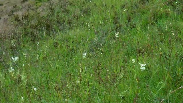 Kleines Wintergrün Birnengrün Weiße Waldhyazinthe
