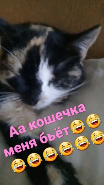 меня бьёт #сонякошечка😂😂😂❤❤♡ смотреть онлайн