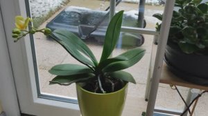 Когда орхидею пересаживать? Основные правила к пересадке.