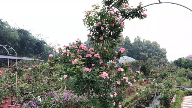 Hoa hồng leo ngoại Sakura Gasumi I Hoa hồng leo rất sai hoa [ 1 ]