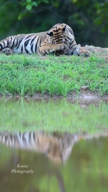 lazy day....#shorsfeed #shorts #short #tiger #wildlife #animals смотреть онлайн