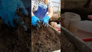 Готовлю землю для посева огурцов.