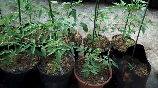 Garden Update June 7 2011 смотреть онлайн