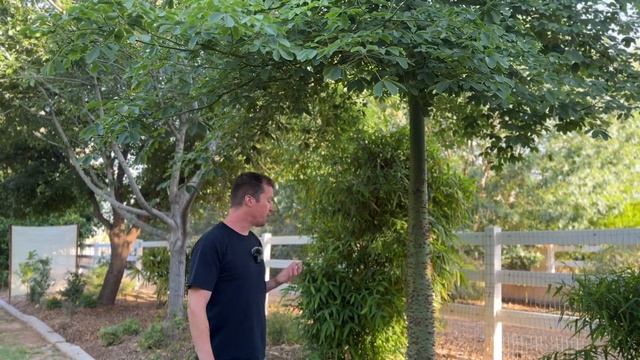 My Rare Decorative Tropical Tree Collection (6 Varieties You Rarely See in a Desert!) смотреть онлайн