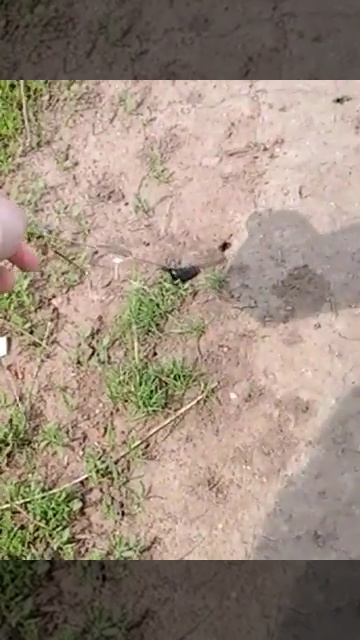 жук мутант смотреть онлайн