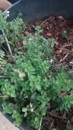 Oregano plant regrowing #shorts #oregano