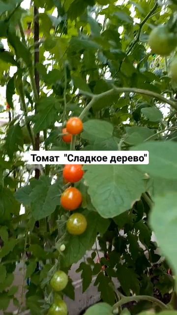 Томат "Сладкое дерево" от "Семена Алтая"#Томаты