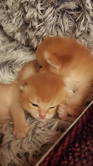 британская золотая шиншилла.Москва.8.963 63 11263 смотреть онлайн