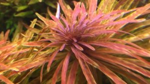 Ludwigia inclinata var verticillata ”Araguaia”