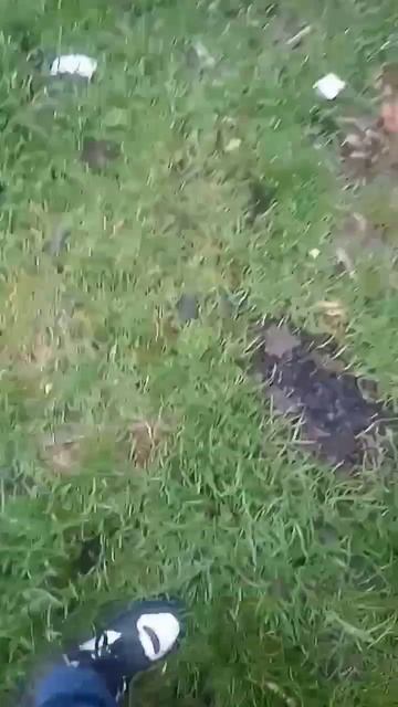 Неужели это брат курва бобра? #лайк #бобр #курва #бобркурва смотреть онлайн