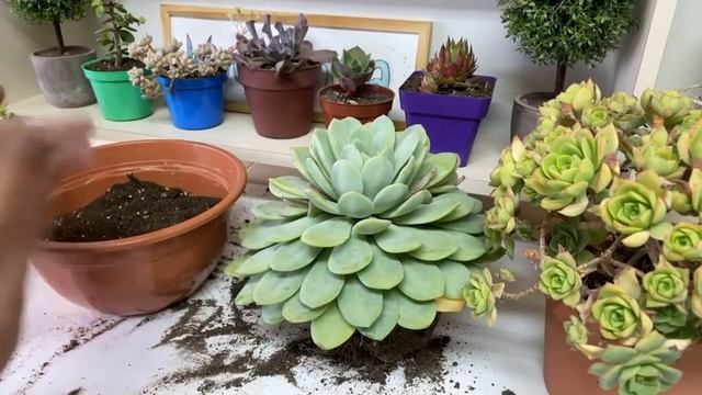 PROGRAMA 053: Trasplantes de suculentas grandes! (11/12/2021) смотреть онлайн