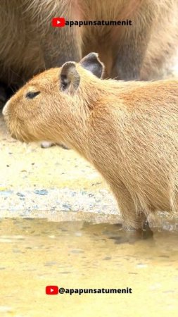 Capybara Mamalia Sosial #shorts #short