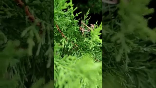 Empusa pennata, Empusa cinsinden peygamber develerinin 12 türünden biridir смотреть онлайн