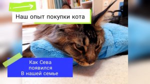 Наш опыт покупки Мейн куна Севы. Как покупали?