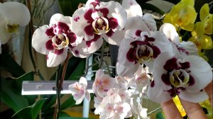 Домашние цветение орхидей. Как разместить орхидеи на подставке.