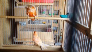 Канарейки красные муаровые.Canary Singing