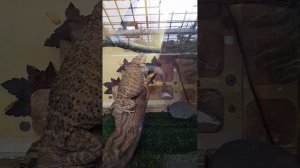 Воронежский зоопарк. Часть 2.