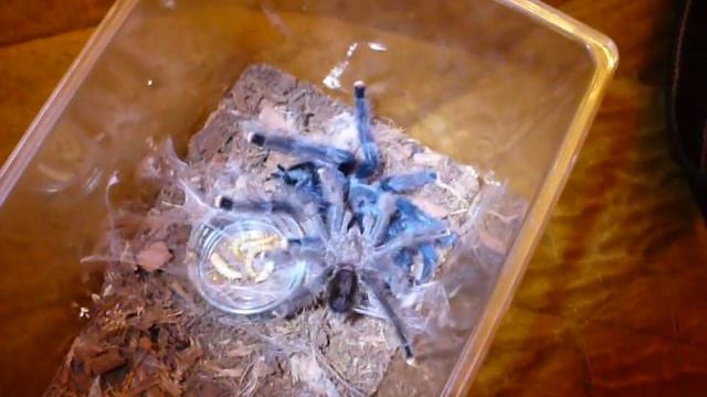 Avicularia metallica mating