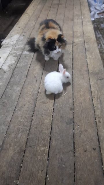 Маленький крольчонок #кролики #пушистики #кошка #rabbits #рек #маленькие #ферма #shorts смотреть онлайн