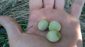 Фундук.Сорт Обильный.