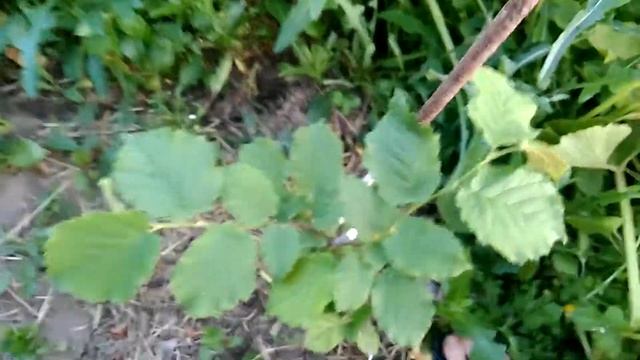 Фундук смотреть онлайн