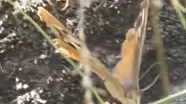 Shvanidzor PBA смотреть онлайн