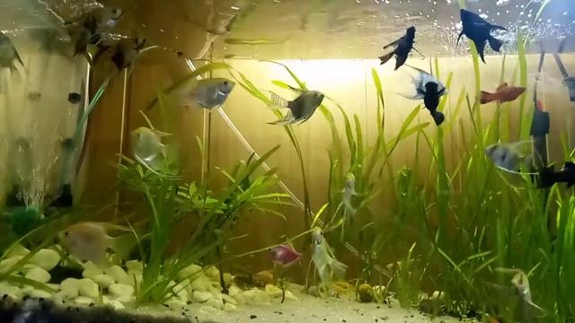 Аква-жизнь РАМАЗАНА:нашолся Лабео,и беглый обзорчик... смотреть онлайн