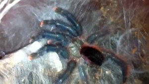 Avicularia braunshauseni after molt