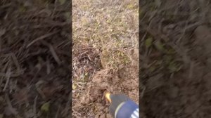 копаю в конце января