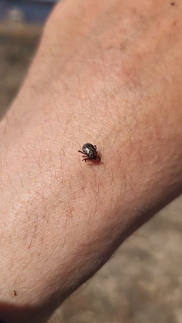 огромный клещь . mite