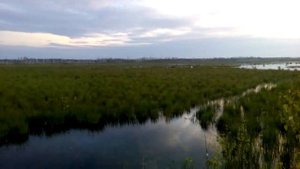 Хор лягушек на оз лебединское