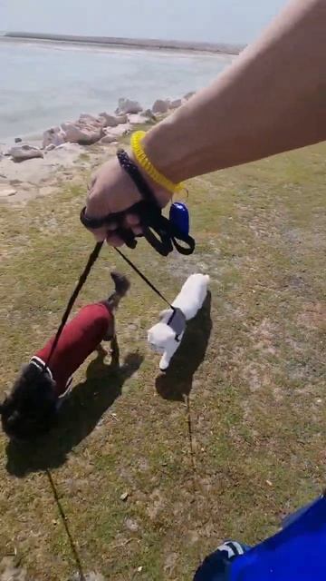 Seaside Adventures: Watching My Cat and Dog Explore Together#shorts  #youtubeshorts#cutepets#petlov