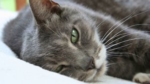 Умиротворяющее Мурлыканье. Звук Кошки. АСМР Мурчание Кошки