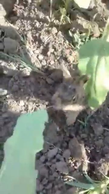 Друг бати поймал зайца смотреть онлайн