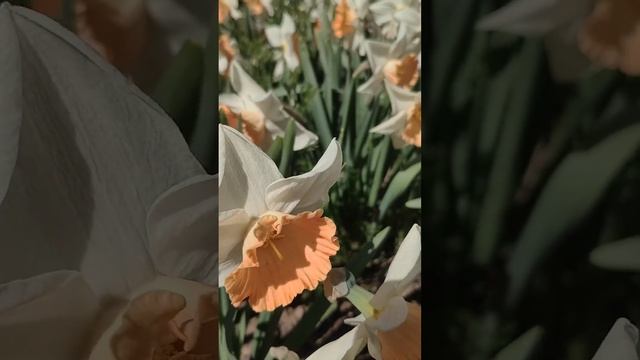 Аптекарский огород (Москва) 🌺 майское цветение