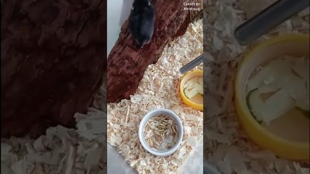 6 апреля 2022 г."Утро хомяка, день 1" черныш джунгарский. смотреть онлайн