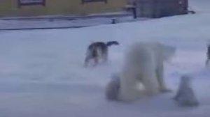 Медведица защищает медвежат  #мирживотных